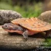 Neuguinea-Schnappschildkröte, Emydura Novaeguineae -Zoofachgeschäft Neuguinea Schnappschildkroete Emydura novaeguineae 1