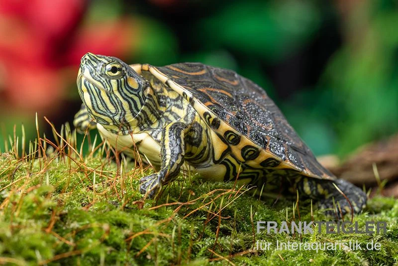 Nicaragua-Schmuckschildkröte, Trachemys emolli Nicaragua-Schmuckschildkröte, Trachemys Emolli -Zoofachgeschäft Nicaragua Schmuckschildkroete Trachemys emolli 1