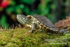 Nicaragua-Schmuckschildkröte, Trachemys Emolli 4 Nicaragua-Schmuckschildkröte, Trachemys Emolli -Zoofachgeschäft Nicaragua Schmuckschildkroete Trachemys emolli 2