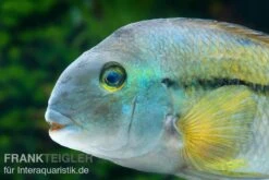 Nicaraguabuntbarsch, (ex. Cichlasoma) Nicaraguense 3 Nicaraguabuntbarsch, (ex. Cichlasoma) Nicaraguense -Zoofachgeschäft Nicaraguabuntbarsch Cichlasoma nicaraguense 2
