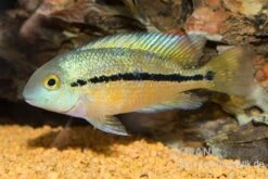 Nicaraguabuntbarsch, (ex. Cichlasoma) Nicaraguense 4 Nicaraguabuntbarsch, (ex. Cichlasoma) Nicaraguense -Zoofachgeschäft Nicaraguabuntbarsch Cichlasoma nicaraguense neu 1