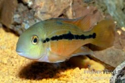 Nicaraguabuntbarsch, (ex. Cichlasoma) Nicaraguense 5 Nicaraguabuntbarsch, (ex. Cichlasoma) Nicaraguense -Zoofachgeschäft Nicaraguabuntbarsch Cichlasoma nicaraguense neu 2