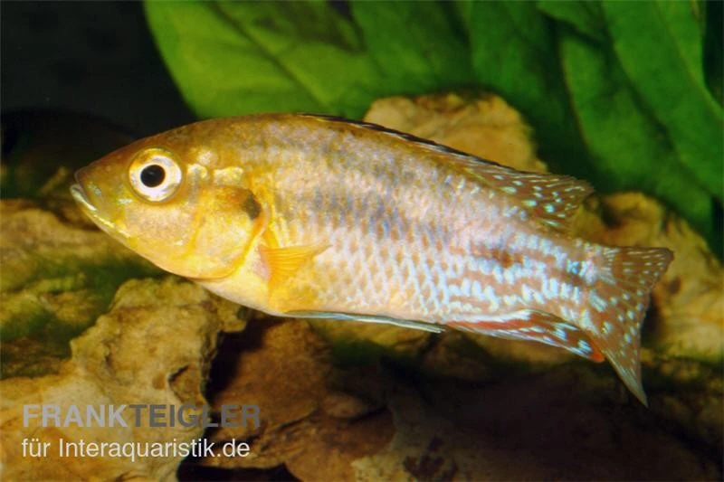 Nichols Maulbrüter, Pseudocrenilabrus nicholsi, DNZ Nichols Maulbrüter, Pseudocrenilabrus Nicholsi, DNZ -Zoofachgeschäft Nichols Maulbrueter Pseudocrenilabrus nicholsi 2