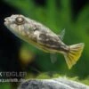 Nilkugelfisch, Tetraodon Fahaka (lineatus) 2 Nilkugelfisch, Tetraodon Fahaka (lineatus) -Zoofachgeschäft Nilkugelfisch Tetraodon fahaka lineatus