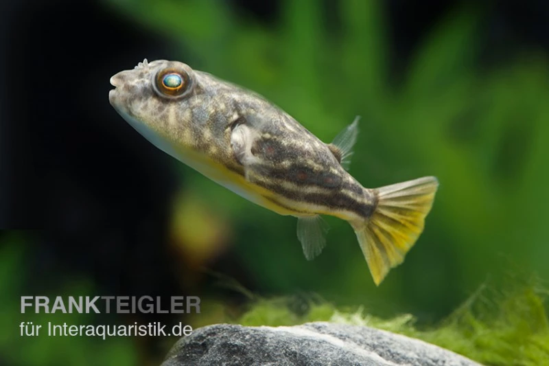 Nilkugelfisch, Tetraodon fahaka (lineatus) Nilkugelfisch, Tetraodon Fahaka (lineatus) -Zoofachgeschäft Nilkugelfisch Tetraodon fahaka lineatus