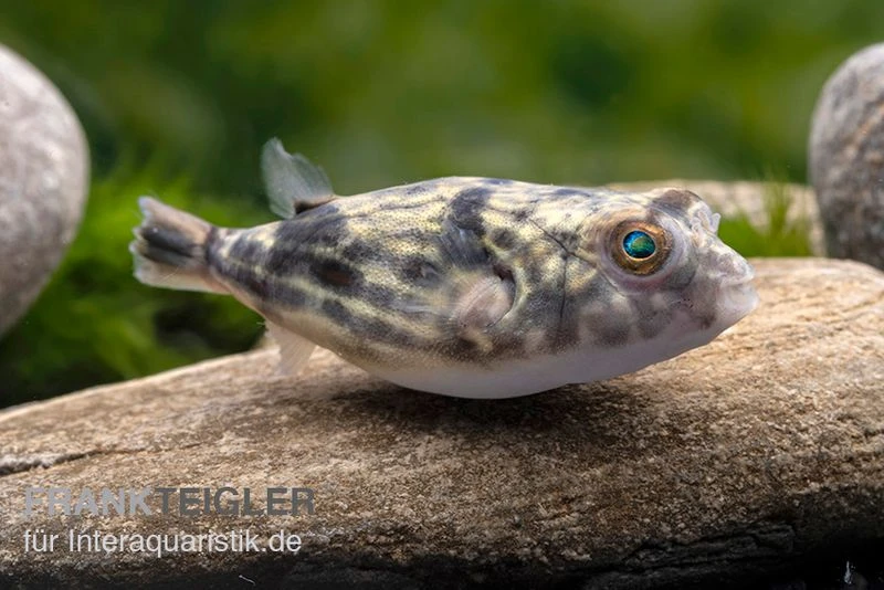Nilkugelfisch, Tetraodon fahaka (lineatus) Nilkugelfisch, Tetraodon Fahaka (lineatus) -Zoofachgeschäft Nilkugelfisch Tetraodon fahaka lineatus 1
