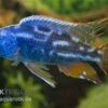 Blauer Leopard-Maulbrüter, Nimbochromis Fuscotaeniatus, DNZ -Zoofachgeschäft Nimbochromis fuscotaeniatus blauer leopardmaulbruet