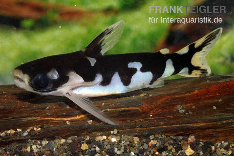 Ninja-Tatia, Tatia musaica Ninja-Tatia, Tatia Musaica -Zoofachgeschäft Ninja Tatia Tatia musaica