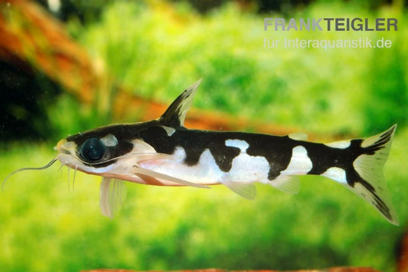 Ninja-Tatia, Tatia musaica Ninja-Tatia, Tatia Musaica -Zoofachgeschäft Ninja Tatia Tatia musaica2