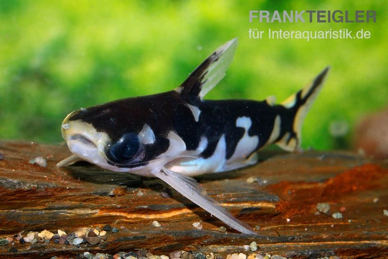 Ninja-Tatia, Tatia musaica Ninja-Tatia, Tatia Musaica -Zoofachgeschäft Ninja Tatia Tatia musaica3