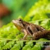 Nördlicher Kricketfrosch, Acris Crepitans -Zoofachgeschäft Noerdlicher Kricketfrosch Acris crepitans 1