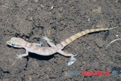 Nördlicher Sandgecko, Tropiocolotes Tripolitanus -Zoofachgeschäft Noerdlicher Sandgecko Tropiocolotes tripolitanus 1