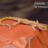 Nördlicher Sandgecko, Tropiocolotes Tripolitanus -Zoofachgeschäft Noerdlicher Sandgecko Tropiocolotes tripolitanus
