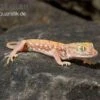 Nordafrikanischer Dünnfingergecko, Stenodactylus Petrii -Zoofachgeschäft Nordafrikanischer Duennfingergecko Stenodactylus petrii 1