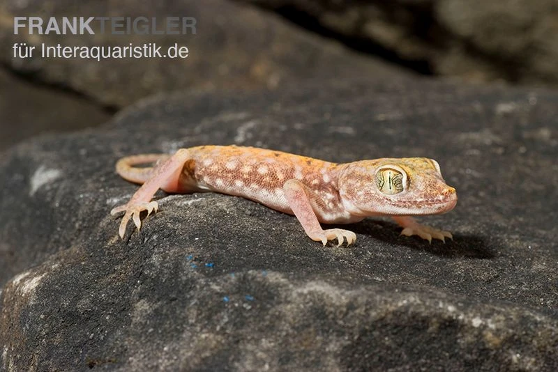 Nordafrikanischer Dünnfingergecko, Stenodactylus petrii Nordafrikanischer Dünnfingergecko, Stenodactylus Petrii -Zoofachgeschäft Nordafrikanischer Duennfingergecko Stenodactylus petrii 1