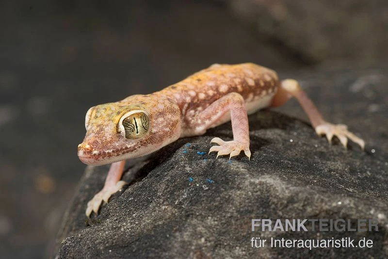 Nordafrikanischer Dünnfingergecko, Stenodactylus petrii Nordafrikanischer Dünnfingergecko, Stenodactylus Petrii -Zoofachgeschäft Nordafrikanischer Duennfingergecko Stenodactylus petrii 2