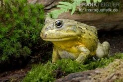 Afrikanischer Ochsenfrosch, Pyxicephalus Adspersus -Zoofachgeschäft Ochsenfrosch Pyxicephalus adspersus 3
