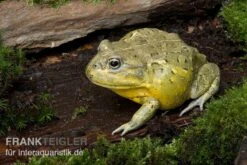 Afrikanischer Ochsenfrosch, Pyxicephalus Adspersus -Zoofachgeschäft Ochsenfrosch Pyxicephalus adspersus 4