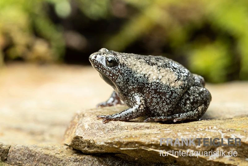 Östliche Engmund-Kröte, Gastrophryne carolinensis Östliche Engmund-Kröte, Gastrophryne Carolinensis -Zoofachgeschäft Oestliche Engmund Kroete Gastrophryne carolinensis 2