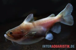 Oger-Wels, Asterophysus Batrachus -Zoofachgeschäft Oger Wels Asterophysus batrachus 1