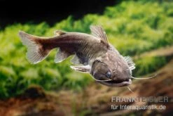 Oger-Wels, Asterophysus Batrachus -Zoofachgeschäft Oger Wels Asterophysus batrachus neu 1