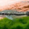 Bundle: 6x Ohrgitterharnischwels, Otocinclus Affinis (6 Stück) 2 Bundle: 6x Ohrgitterharnischwels, Otocinclus Affinis (6 Stück) -Zoofachgeschäft Ohrgitterharnischwels Otocinclus affinis 1