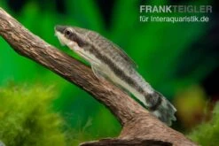Bundle: 6x Ohrgitterharnischwels, Otocinclus Affinis (6 Stück) -Zoofachgeschäft Ohrgitterharnischwels Otocinclus affinis 2