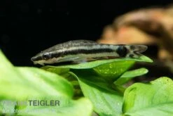 Bundle: 6x Ohrgitterharnischwels, Otocinclus Affinis (6 Stück) -Zoofachgeschäft Ohrgitterharnischwels Otocinclus affinis 3