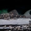 Orange Spot Pleco, LDA31, Panaqolus Albomaculatus -Zoofachgeschäft Orange Spot Pleco LDA31 Panaqolus albomaculatus neu