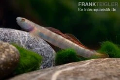 Orangeflossen-Grundel, Stiphodon Maculidorsalis, 1 Paar -Zoofachgeschäft Orangeflossen Grundel Stiphodon maculidorsalis 2