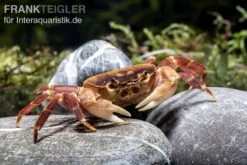 Orangenkrabbe, Sundathelphusa Sp. "orange" -Zoofachgeschäft Orangenkrabbe Sundathelphusa sp orange 2