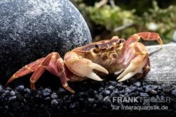 Orangenkrabbe, Sundathelphusa Sp. "orange" -Zoofachgeschäft Orangenkrabbe Sundathelphusa sp orange 3