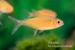 Orangensalmler, Hyphessobrycon Cf. Pulchripinnis BOLIVIA ORANGE, 5er Gruppe -Zoofachgeschäft Orangensalmler Hyphessobrycon cf pulchripinnis BOLIVIA ORANGE 1