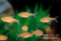 Orangensalmler, Hyphessobrycon Cf. Pulchripinnis BOLIVIA ORANGE, 5er Gruppe -Zoofachgeschäft Orangensalmler Hyphessobrycon cf pulchripinnis BOLIVIA ORANGE 2