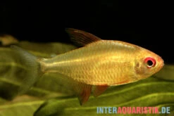 Orangensalmler, Hyphessobrycon Cf. Pulchripinnis BOLIVIA ORANGE, 5er Gruppe -Zoofachgeschäft Orangensalmler Hyphessobrycon cf pulchripinnis BOLIVIAORANGE neu 1