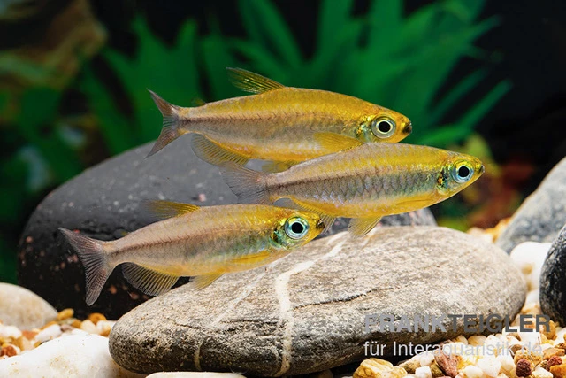 Oranger Kongosalmler, Phenacogrammus cf. aurantiacus "Bandundu Orange" Oranger Kongosalmler, Phenacogrammus Cf. Aurantiacus "Bandundu Orange" -Zoofachgeschäft Oranger Kongosalmler Phenacogrammus cf aurantiacus Bandundu Orange 1