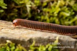 Orangener Piphun-Tausendfüßer, Spirobolus Sp. “Orange Piphun” -Zoofachgeschäft Oranger Piphun Tausendfuesser Spirobolus sp Orange Piphun 3