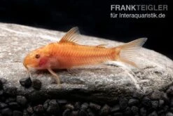 Oranger Schmerlenpanzerwels, Aspidoras Sp. C125 Orange, DNZ -Zoofachgeschäft Oranger Schmerlenpanzerwels Aspidoras sp C125 orange 2