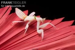 Orchideenmantis, Hymenopus Coronatus 4 Orchideenmantis, Hymenopus Coronatus -Zoofachgeschäft Orchideenmantis Hymenopus coronatus 2