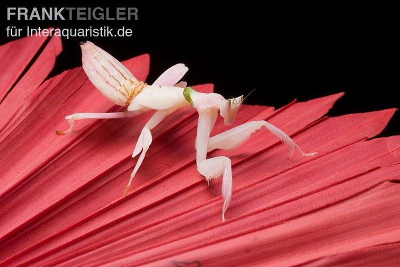 Orchideenmantis, Hymenopus coronatus Orchideenmantis, Hymenopus Coronatus -Zoofachgeschäft Orchideenmantis Hymenopus coronatus 2