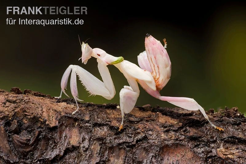 Orchideenmantis, Hymenopus coronatus Orchideenmantis, Hymenopus Coronatus -Zoofachgeschäft Orchideenmantis Hymenopus coronatus 3