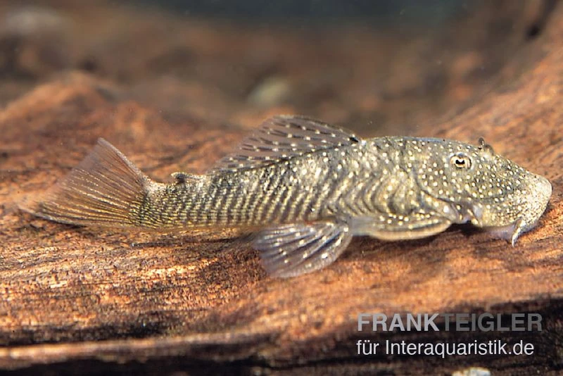 Orinoco-Cheatostoma, Chaetostoma pearsei "L187" Orinoco-Cheatostoma, Chaetostoma Pearsei "L187" -Zoofachgeschäft Orinoco Cheatostoma Chaetostoma pearsei L187 1