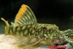 Orinoko-Guyanaharnischwels, Guyanancistrus Guahiborum "L106" -Zoofachgeschäft Orinoko Guyanaharnischwels Guyanancistrus guahiborum L106 1