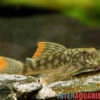 Orinoko-Guyanaharnischwels, Guyanancistrus Guahiborum "L106" -Zoofachgeschäft Orinoko Guyanaharnischwels Guyanancistrus guahiborum L106 2