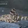 Orinoko Zwergschilderwels, L 202, Peckoltia Lineola -Zoofachgeschäft Orinoko Zwergschilderwels L 202 Peckoltia lineola