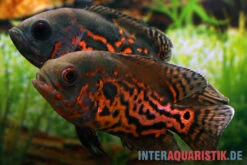 Oscar Rot-Tiger, Astronotus Ocellatus -Zoofachgeschäft Oscar Rot Tiger Astronotus ocellatus neu 1
