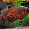 Oscar Rot-Tiger, Astronotus Ocellatus -Zoofachgeschäft Oscar Rot Tiger Astronotus ocellatus neu 2