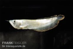 Arowana, Osteoglossum Bicirrhosum 3 Arowana, Osteoglossum Bicirrhosum -Zoofachgeschäft Osteoglossum bicirrhosum arowana