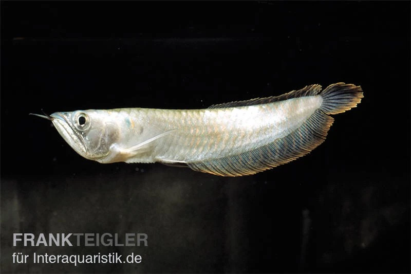 Arowana, Osteoglossum bicirrhosum Arowana, Osteoglossum Bicirrhosum -Zoofachgeschäft Osteoglossum bicirrhosum arowana
