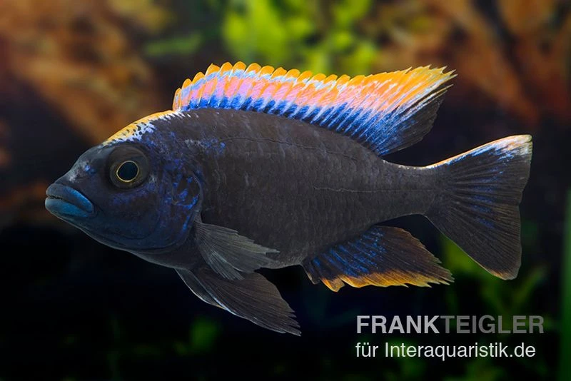 Black-orange-dorsale-Buntbarsch, Otopharynx spec. black orange dorsale Black-orange-dorsale-Buntbarsch, Otopharynx Spec. Black Orange Dorsale -Zoofachgeschäft Otopharynx spec Black Orange Dorsale 5 FSWFT2641